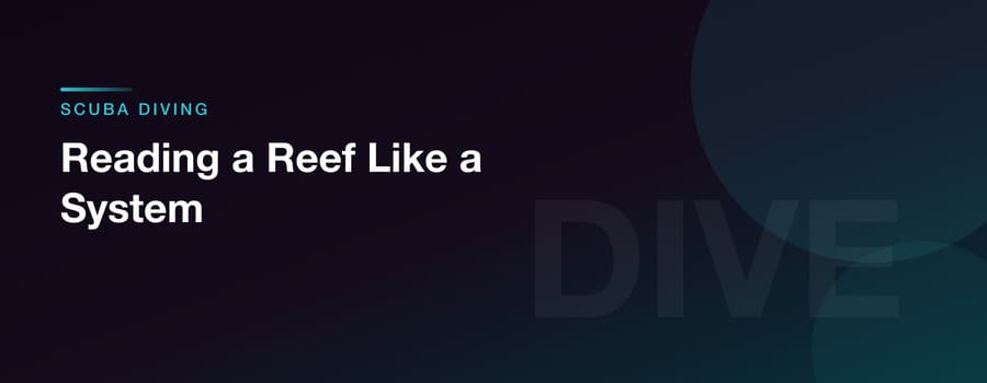 Reading a Reef Like a System