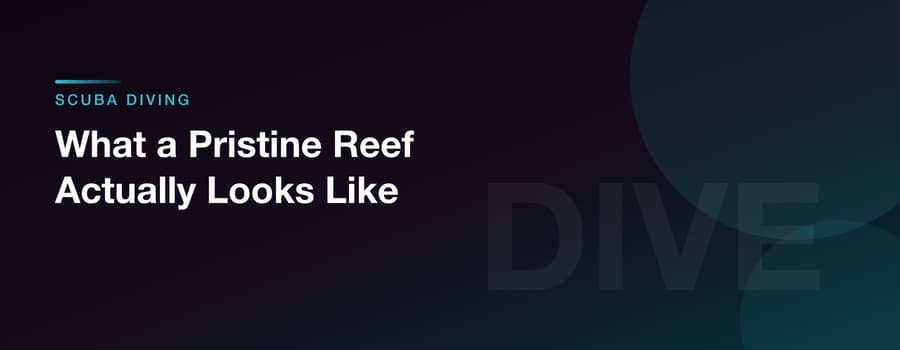 What a Pristine Reef Actually Looks Like
